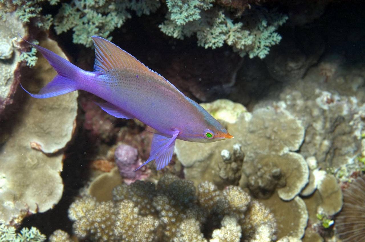 Pseudanthias tuka (Castagnola purpurea)